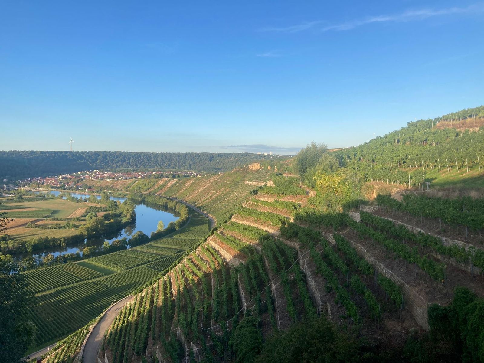Blick über Neckarschleife und Weinberge